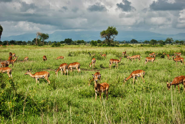 antelops grazing in the fiel at mikumi